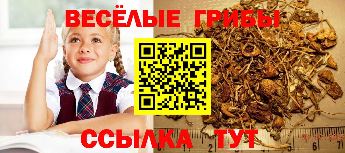Псилоцибиновые грибы MAGIC MUSHROOMS Нижний Новгород